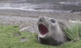 猫见了老鼠为什么拔腿就跑