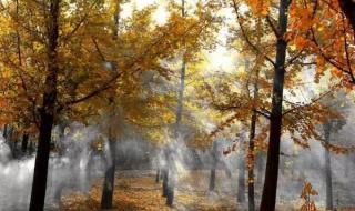 什么植物被称为痒痒树 痒痒树的学名叫什么