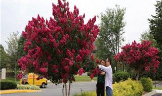 什么植物被称为痒痒树 痒痒树的学名叫什么